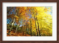 Autumn Leaves of Trees Fine Art Print