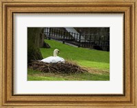 Belgium, Nesting Swans Fine Art Print