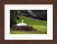 Belgium, Nesting Swans Fine Art Print