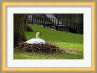 Belgium, Nesting Swans Fine Art Print