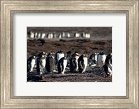 Falklands, Saunders Island, Fine Art Print