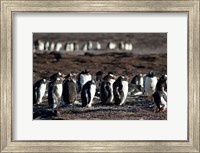 Falklands, Saunders Island, Fine Art Print