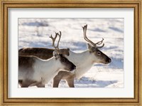Caribou in Canada Fine Art Print