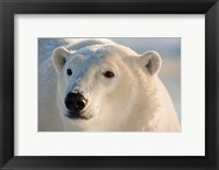 Canada, Manitoba, Hudson Bay, Churchill Polar bear Fine Art Print