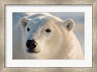 Canada, Manitoba, Hudson Bay, Churchill Polar bear Fine Art Print