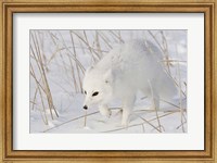 Churchill Arctic Fox Fine Art Print