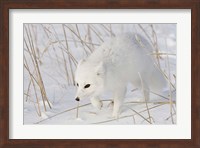 Churchill Arctic Fox Fine Art Print