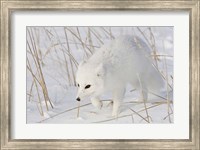 Churchill Arctic Fox Fine Art Print