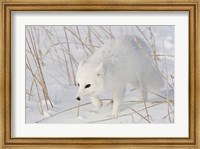 Churchill Arctic Fox Fine Art Print