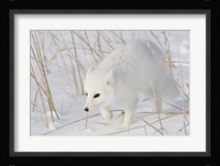 Churchill Arctic Fox Fine Art Print