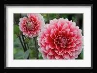St Andrews Dahlia Flowers Fine Art Print