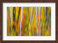 Autumn Colors in Forest Fine Art Print