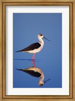 Black-Winged Stilt Bird Fine Art Print