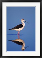 Black-Winged Stilt Bird Fine Art Print