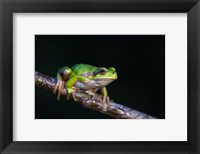 Tree Frog in Lake Neusiedl Fine Art Print