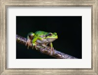 Tree Frog in Lake Neusiedl Fine Art Print