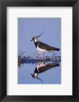 Northern Lapwing Butterfly Fine Art Print
