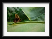 Butterfly on a Leaf Fine Art Print
