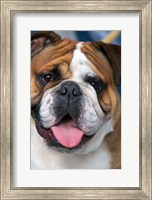 English Bulldog in Belgium Fine Art Print