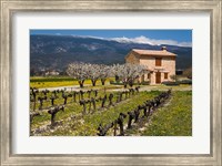 Stone House and Vineyard, Mt Ventoux Fine Art Print