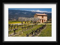 Stone House and Vineyard, Mt Ventoux Fine Art Print