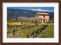 Stone House and Vineyard, Mt Ventoux Fine Art Print