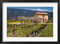 Stone House and Vineyard, Mt Ventoux Fine Art Print