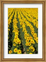 Sunflowers, Provence, France Fine Art Print