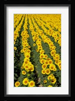 Sunflowers, Provence, France Fine Art Print