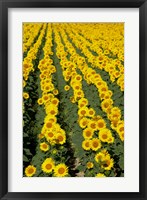 Sunflowers, Provence, France Fine Art Print