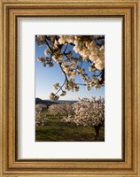 Cherry Blossoms in France Fine Art Print