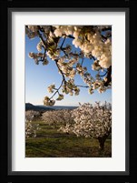 Cherry Blossoms in France Fine Art Print