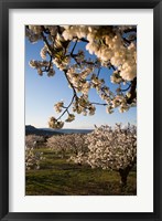 Cherry Blossoms in France Fine Art Print