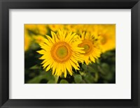Sunflower Field in France, Provence Fine Art Print