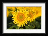 Sunflower Field in France, Provence Fine Art Print