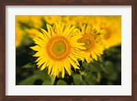 Sunflower Field in France, Provence Fine Art Print