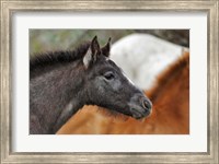 Camargue Horse Foal Fine Art Print