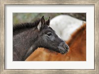 Camargue Horse Foal Fine Art Print