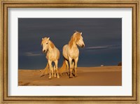 Camargue Horse on Beach at Sunrise Fine Art Print