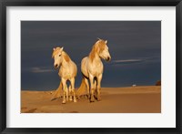 Camargue Horse on Beach at Sunrise Fine Art Print