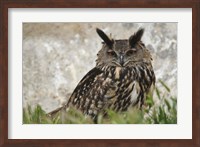 Eagle Owl, France Fine Art Print