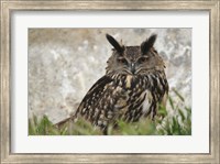 Eagle Owl, France Fine Art Print