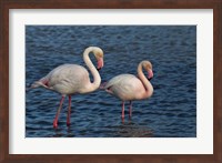 Greater Flamingo bird, Camargue, France Fine Art Print