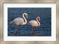 Greater Flamingo bird, Camargue, France Fine Art Print