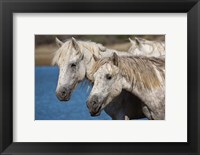 Camargue Horses Run through Water Fine Art Print