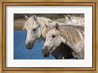 Camargue Horses Run through Water Fine Art Print