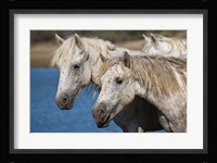 Camargue Horses Run through Water Fine Art Print