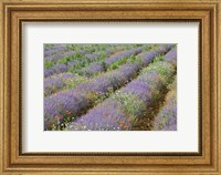 Rows of Lavender in France Fine Art Print