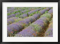 Rows of Lavender in France Fine Art Print