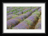Rows of Lavender in France Fine Art Print